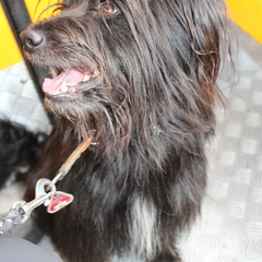 Hundetreffen 2014 im Allgäu (13)
